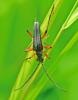 Stenocorus meridianus